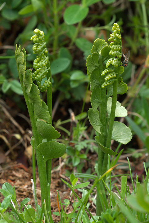 Botrychium lunaria / Botrichio